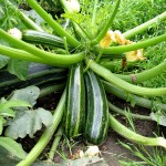 Got zucchini?