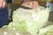 Cutting cabbage for vegan eggrolls