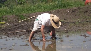 Planting organic rice, Cabot Vermont