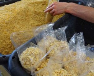 Bagging organic soybeans for tempeh
