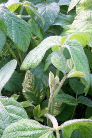 A soybean plant grown in the Rhapsody gardens