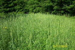 Rhapsody organic wheat