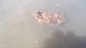 Frogs in rice paddy